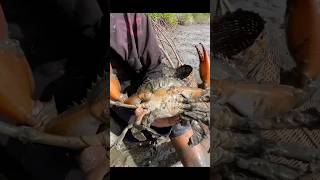 Chimbori 🦀quotsubscribe😭👆🏻fishingvideofishinglife crabcrabscrabgamechimborikhekdacrabefish [upl. by Valerlan]