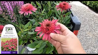 Proven Winners Double Coded Echinacea 🌿 Garden Answer Laura 🌿 Reston Farm Garden Market [upl. by Alded241]