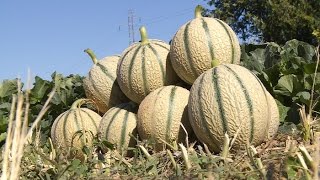 Terroir  à Cavaillon  cest encore la saison du melon [upl. by Thatcher]