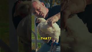 Rescue Chicken gets Amazing Chiropractic Therapy  Smacks Dr Doug with its Wing as a Thank You 😂🐥 [upl. by Aihsenet]