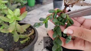 Propagation of Corpuscularia LehmaniIce plant [upl. by Naresh]