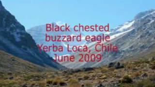 Black chested buzzard eagle in Chile [upl. by Sarkaria]