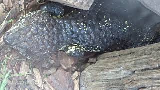 Shingleback Skink or Bobtail LizardTiliqua rugosa Aussie Wildlife Trail Cam Queensland Australia [upl. by Ademordna]