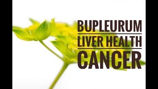 Bupleurum Benefits Great for Liver Health and Cancer [upl. by Stillas]