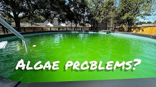 Tackle algae bloom in your pool Easy algae kill solution [upl. by Anahcar]