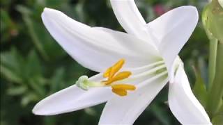 12 Types Of Beautiful White Lily Flowers [upl. by Acsicnarf382]