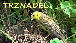 Trznadel Emberiza citrinella  zimą i w sezonie lęgowym [upl. by Katlin418]