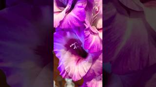 Gladioli Blooms smallyoutuber gladiolus prettyflowers blooms [upl. by Akiraa]