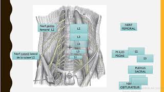 innervation membre inférieur PART 1 [upl. by Ahseela419]