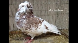 Fancy Pigeon Breeds M Rassetauben in Englisch mit M [upl. by Francene689]