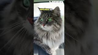 Viaja Tranquilo Tips para tu Gato [upl. by Ponce]