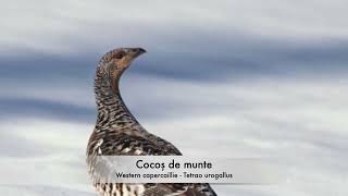 Cocoș de munte  Western capercaillie  Tetrao urogallus [upl. by Rafat112]