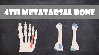 4th Metatarsal Bone  Anatomy [upl. by Craggy]