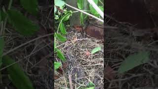 Finding a hedgehog and one baby while working on a garden in Childwall Liverpool [upl. by Gronseth]