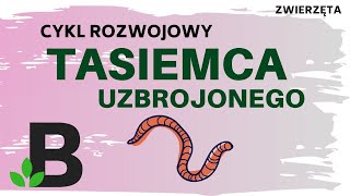 Cykl rozwojowy TASIEMCA UZBROJONEGO  Płazińce ZWIERZĘTA trójwarstwowe  KOREPETYCJE BIOLOGIA  315 [upl. by Yerd]