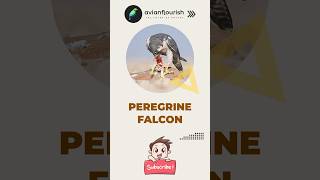 🦅Peregrine falcon kills Pigeon  Series 08 🦅peregrinefalcon falcon birds birdspecies birds 🦜 [upl. by Pliner]