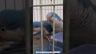 Blue monk parrot ❤️zaalentertainment share subscribe shortvideo [upl. by Atnoid699]