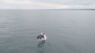 New Quay west Wales Boat trip With Dolphins [upl. by Mutz825]