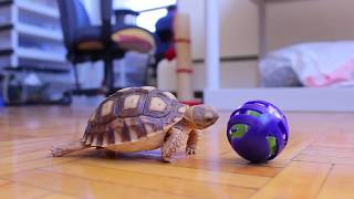 angus the baby sulcata tortoise eating a treat [upl. by Assenov]