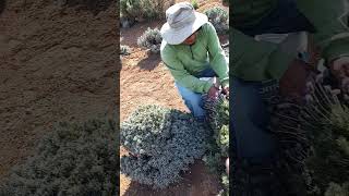 Mineral de Pozos corte de flores de lavanda 🪻 Rancho quot de lavandaquot Una grata experiencia [upl. by Ecital]