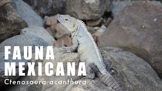 Iguana de Cola Espinosa Ctenosaura acanthura  Fauna Mexicana [upl. by Jake435]