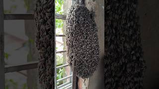 Collecting honey from a small beehive full video nature youtubeshorts [upl. by Anaher]