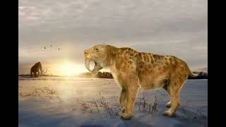 Smilodon Efeito Sonoro Vida Real [upl. by Hessney]