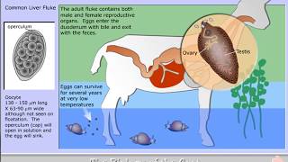 Life cycle of Fasciola hepatica  the Liver fluke [upl. by Nilatak]