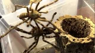 Poecilotheria sp quotlowlandquot Verpaarung mating [upl. by Yneffit]