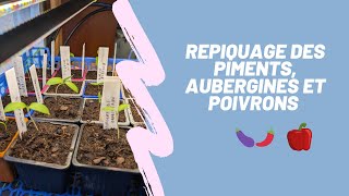 Aujourdhui cest repiquage des premiers piments aubergines et poivrons [upl. by Oliric]