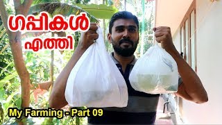 My Farming  Part 09 ഗപ്പികളെ വാങ്ങിച്ചു guppy farm [upl. by Eceer]