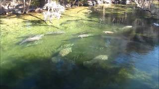 Manatees Big Splash [upl. by Adnirol585]