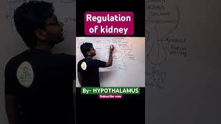 Regulation of kidney by Hypothalamus kidney excretoryproductsandtheirelimination neet neet2025 [upl. by Issej289]