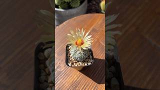 ASTROPHYTUM SUPER KABUTO BEAUTIFUL FLOWER cactus plants nature [upl. by Anidam]