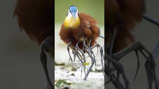 This Bird Has More Than 2 Legs  But Why 😱 shorts jacana [upl. by Eirrod9]