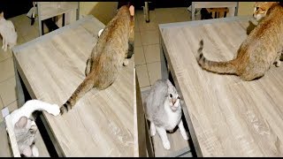 ✰ CLEVER Kitten PUNCHING Tail of NEW CAT amp HIDES 😂FUNNY [upl. by Eitisahc]