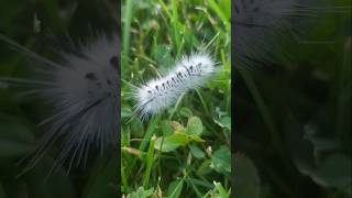 Poisonous Caterpillar😮 scary animals green ytshorts beautiful canada [upl. by Iggam]