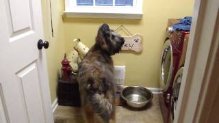 Briard tricks drinking manners  dog Norman [upl. by Dibrin]