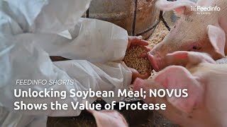 Unlocking Soybean Meal NOVUS Shows the Value of Protease [upl. by Lanta481]