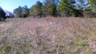 Camerons Quail Preserve Quail Hunting Preserve Tombigbee River Alabama [upl. by Ahcsatan]