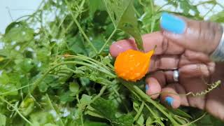 Jamaican Cerasee  Bitter gourdMelon  Superfood or Nuisance weed Shout out to EarthsMedicine [upl. by Sabba159]