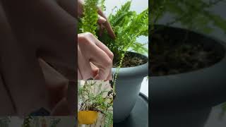 grow fernplants houseplant garden houseplants gardening [upl. by Airdna]