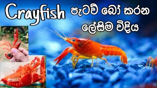 How to Breed Aquarium Crayfish easily in Sinhala FHD kaveeaqua breeding [upl. by Neelia]