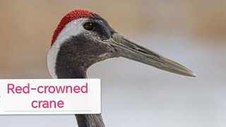 Red crowned crane [upl. by Aliza]