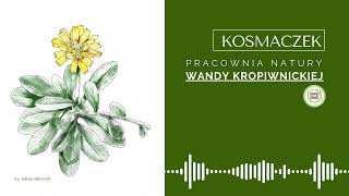 Pracownia Natury Wandy Kropiwnickiej  kosmaczek [upl. by Laehplar]