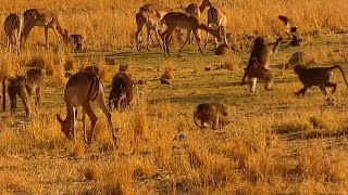 Baboon Tries To Catch A Blacksmith Lapwing Midair [upl. by Gnilhsa]