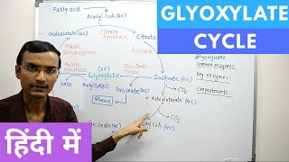 Glyoxylate Cycle in Hindi [upl. by Medrek]