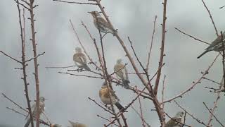 Fieldfare  Turdus pilaris  ბოლოშავა [upl. by Notsuj]