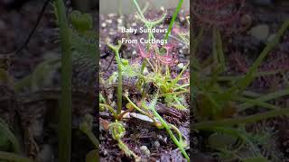 Learn How To Grow Sundews From Cuttings shorts [upl. by Ahtnamas885]