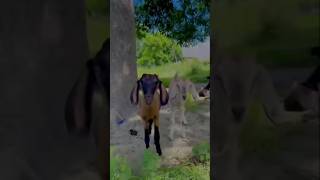 Agale janam mein Chhagalcomedy funny realfoolscomedy realvlogreactionvideo [upl. by Eberhart97]